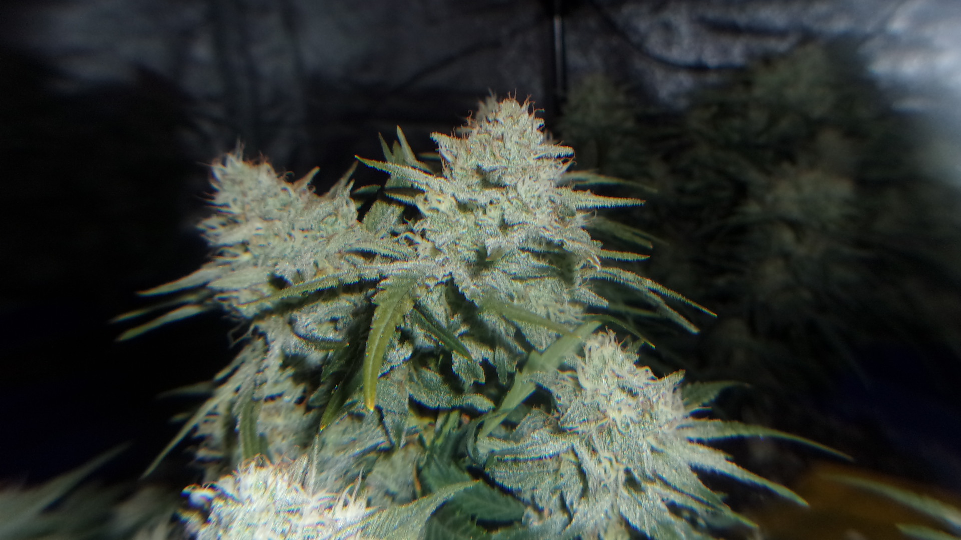 Fast Buds Blueberry.JPG