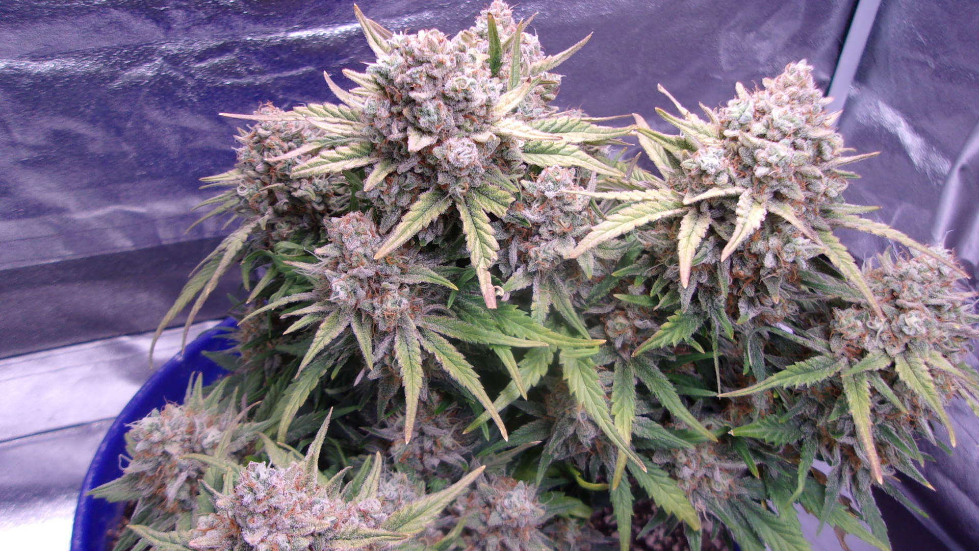 Fast Buds Blueberry.JPG