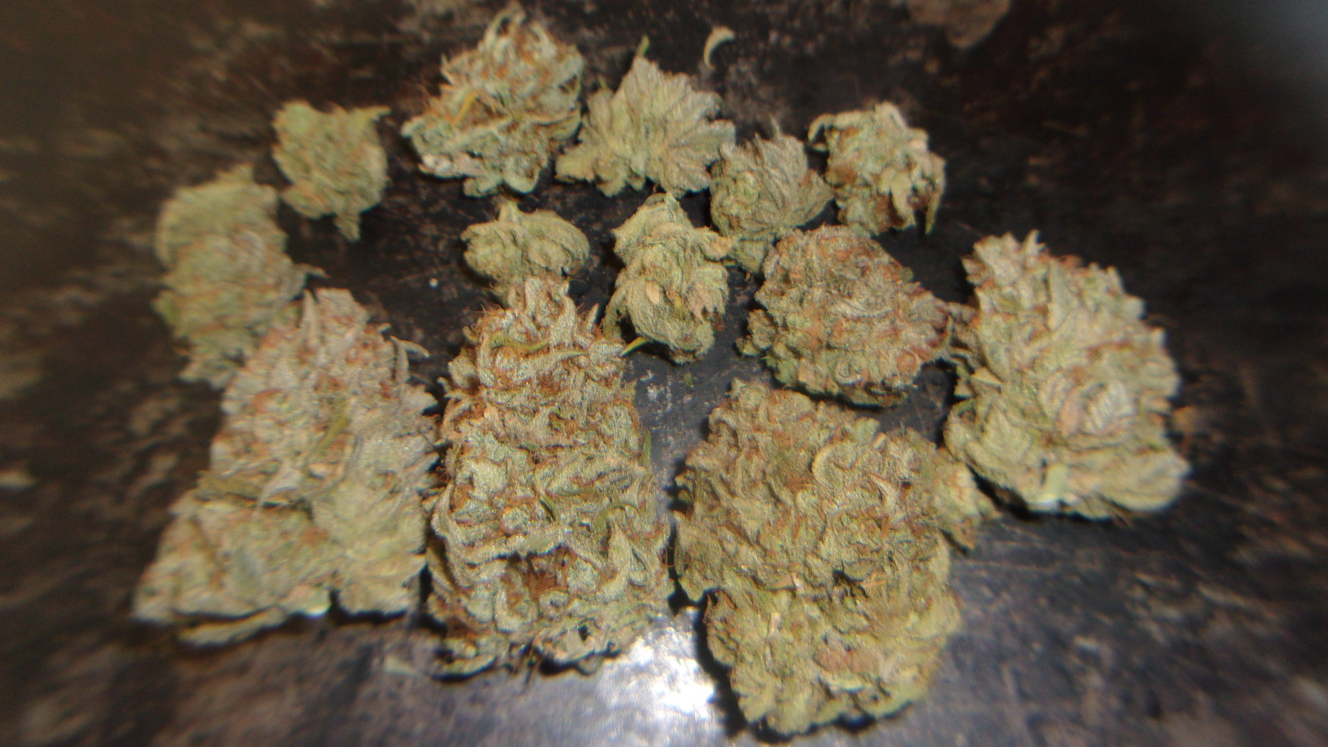 Fast Buds Blueberry.JPG