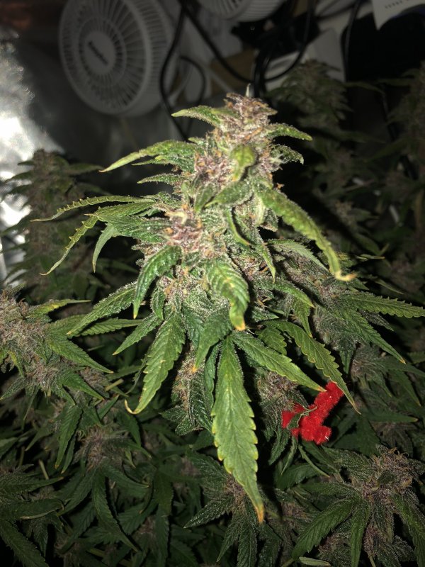 fast buds  - bud 2 - day 75.JPG