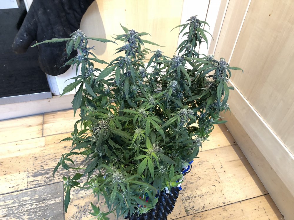 fast buds day 59.JPG