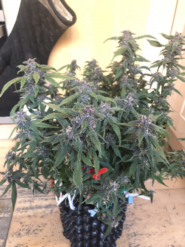 fast buds day 70.JPG