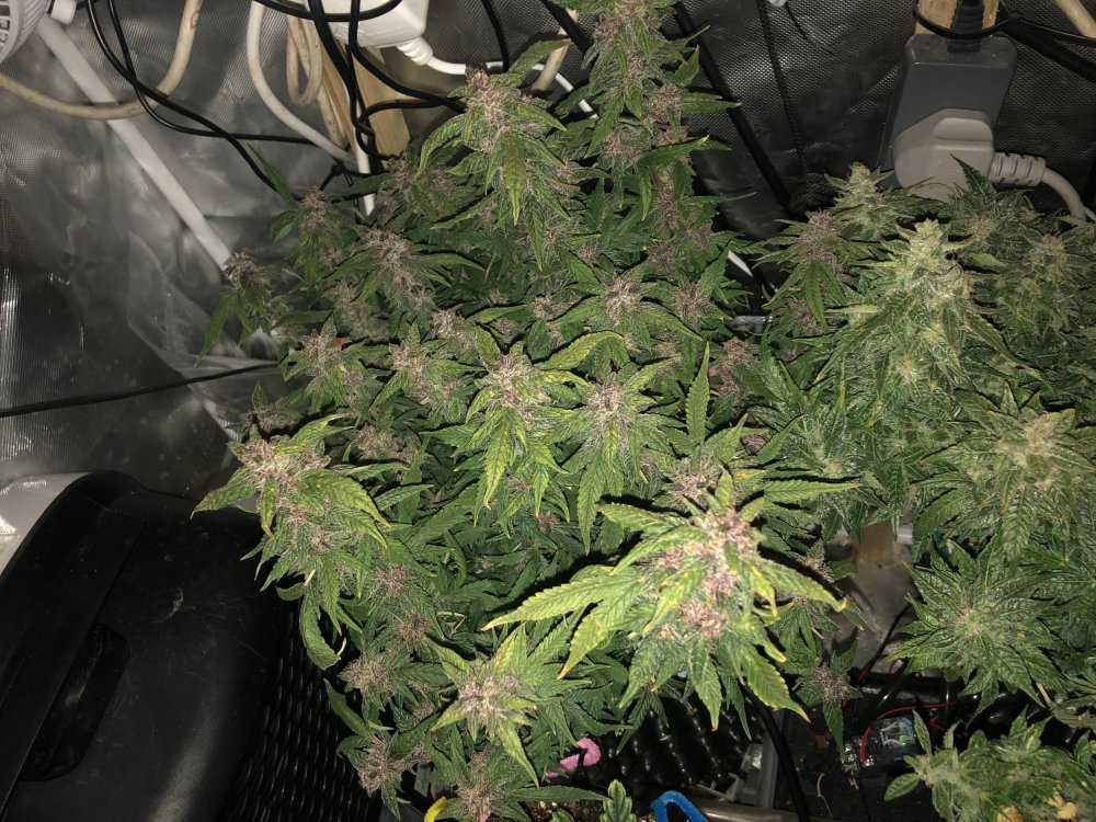 fast buds - day 75.JPG