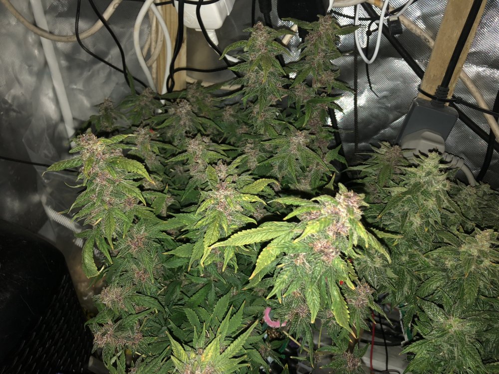 fast buds - day 76.JPG