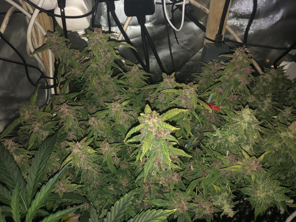 fast buds day 81.JPG