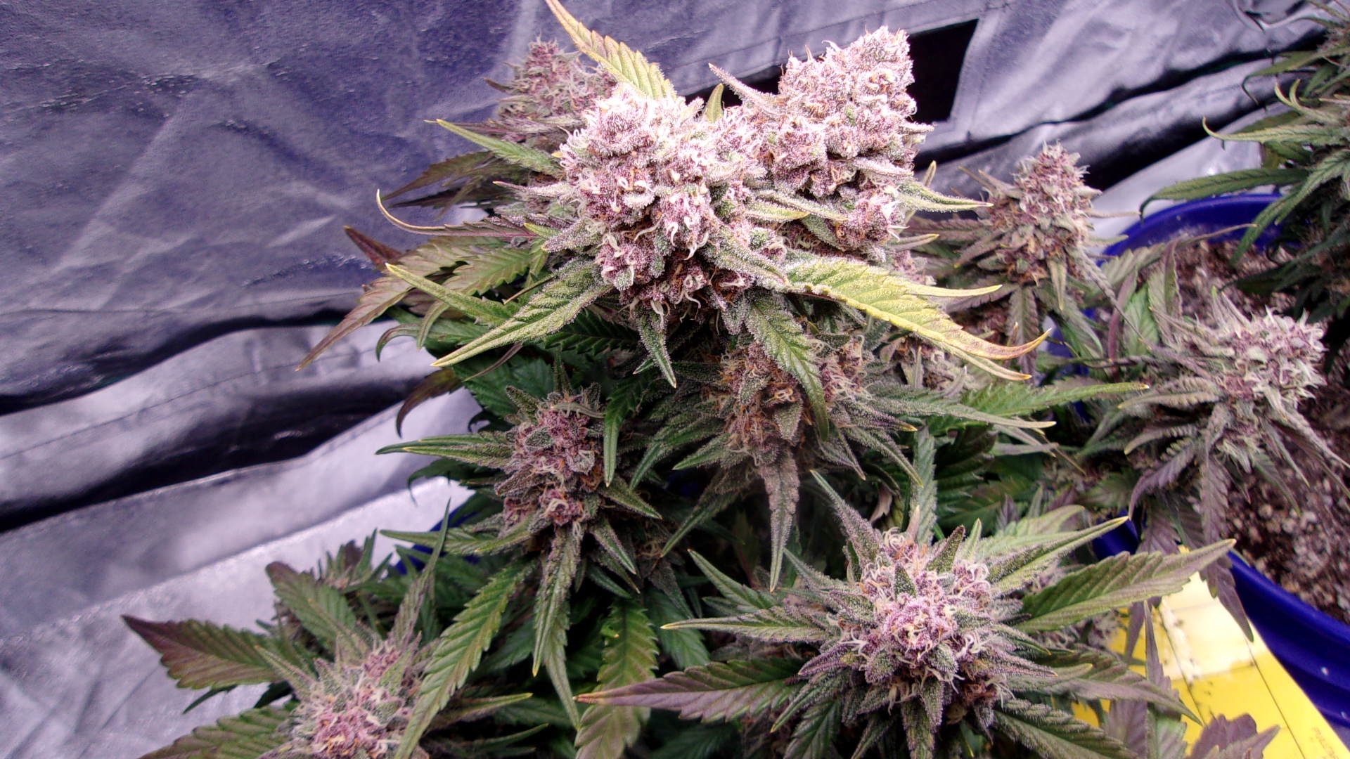 Fast Buds FBT2201 Gorilla Punch.JPG