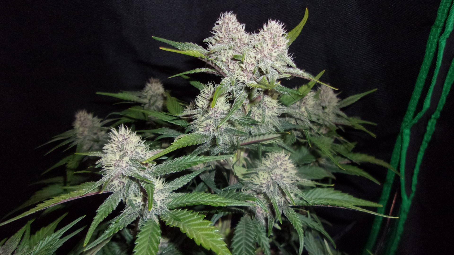 Fast Buds FBT2201.JPG