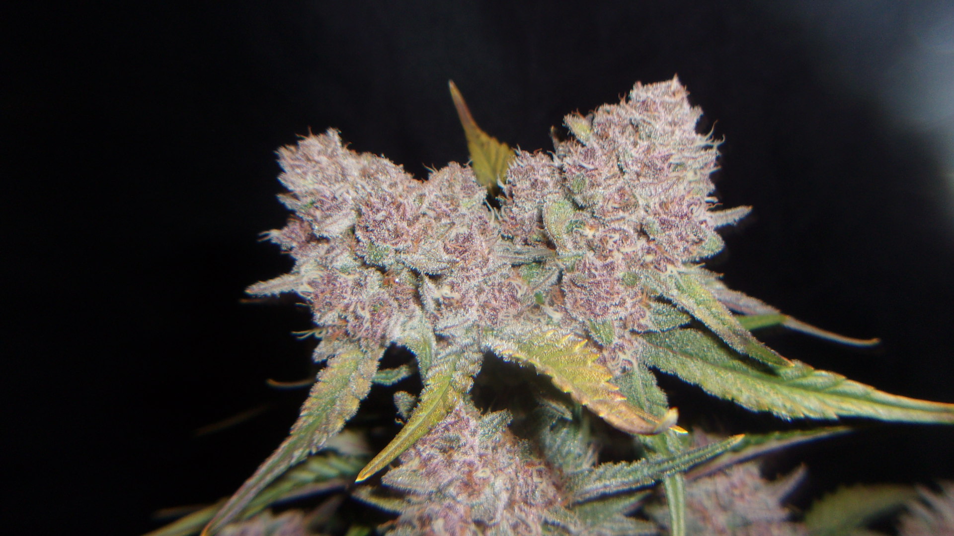 Fast Buds FBT2201Gorilla Punch.JPG