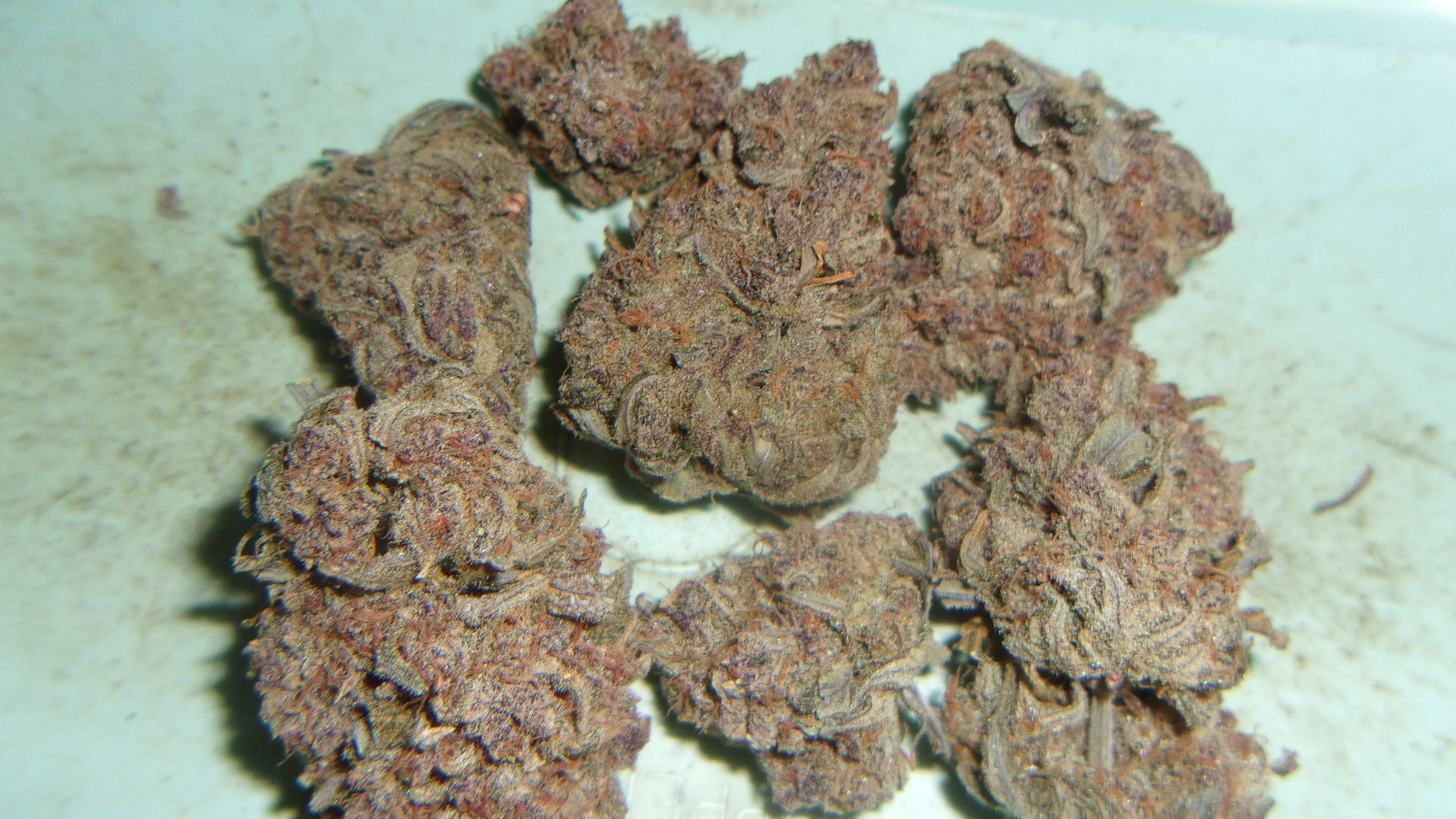 Fast Buds Gorilla Punch auto.JPG