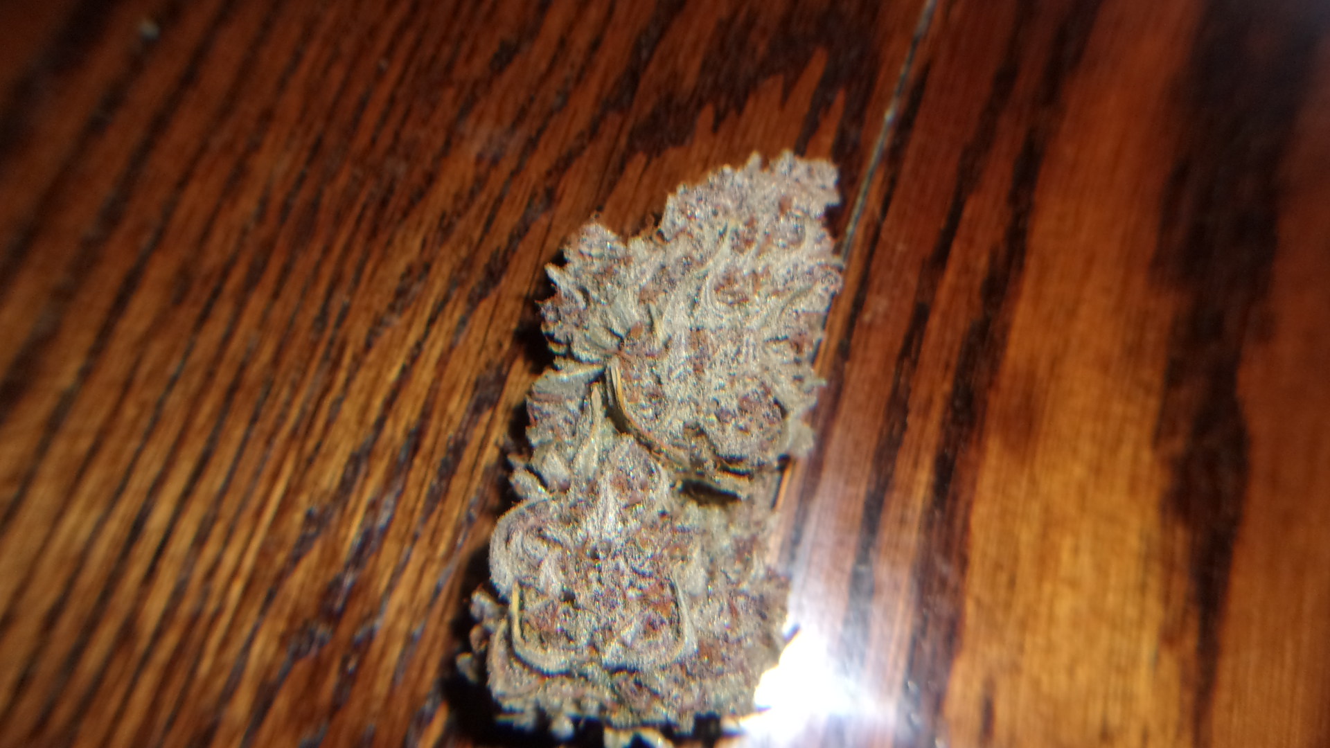 Fast Buds Gorilla Punch auto.JPG