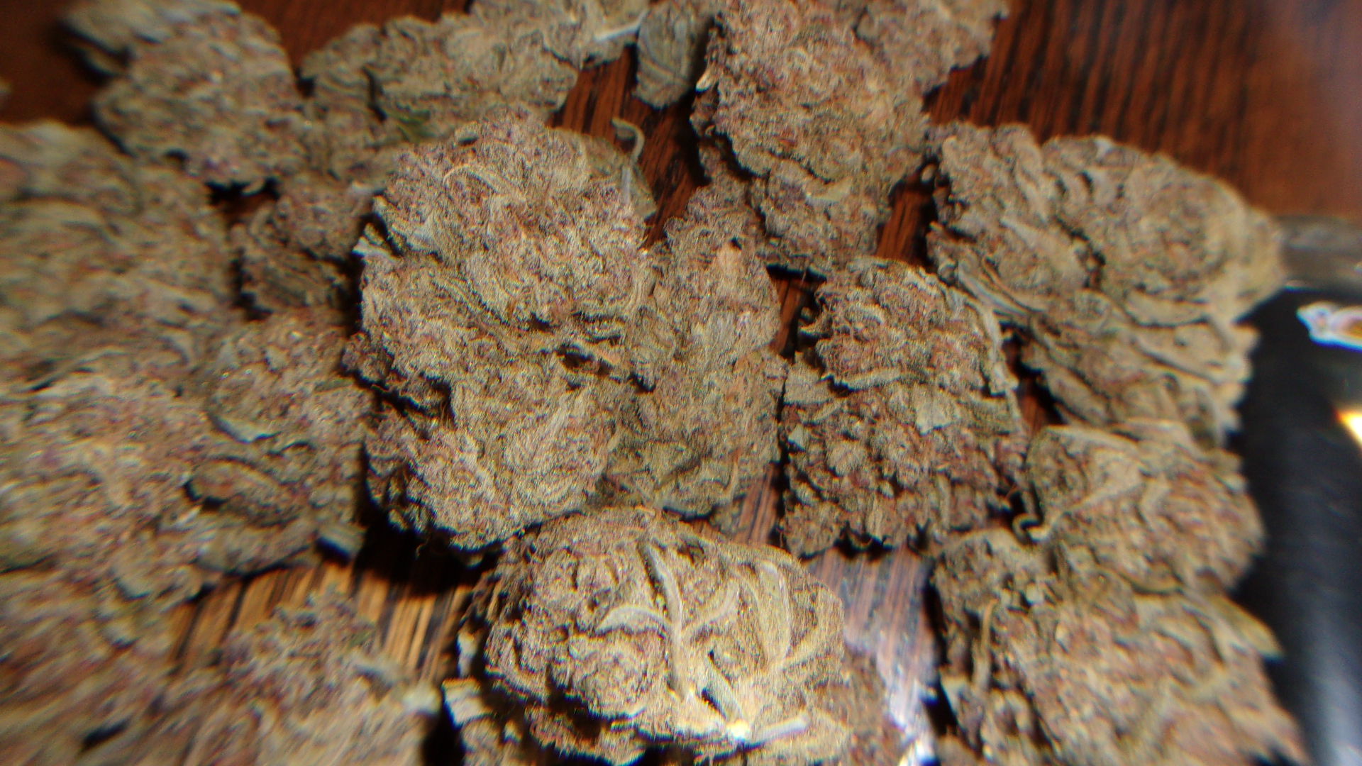 Fast Buds Gorilla Punch auto.JPG