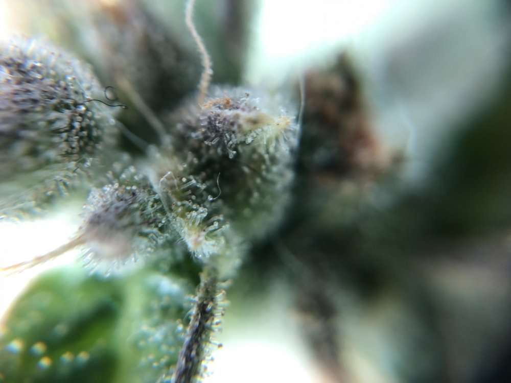 fast buds trichs 2 - day 82.JPG