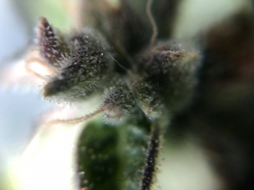 fast buds trichs 3 - day 82.JPG