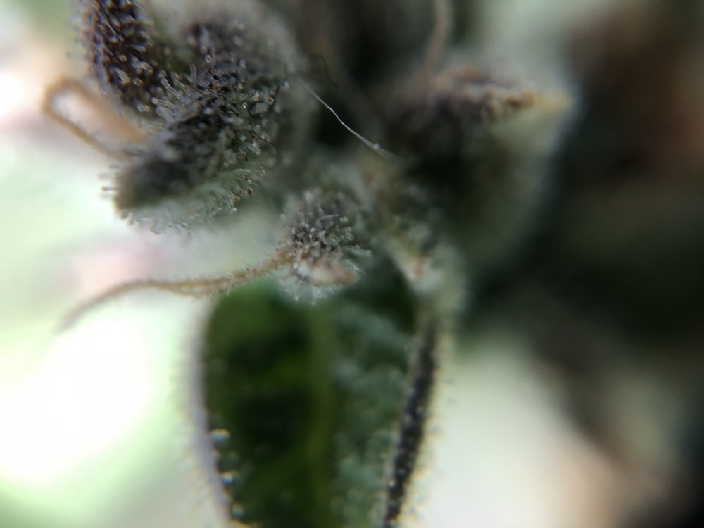 fast buds trichs 4 - day 82.JPG