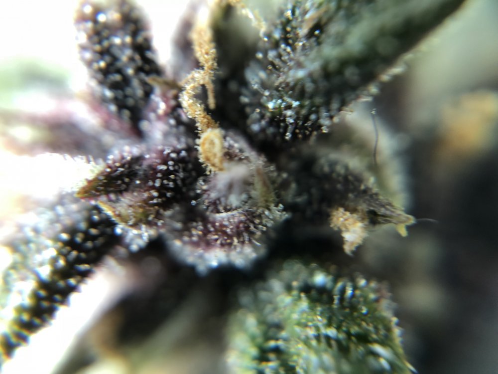 fast buds trichs 4.JPG