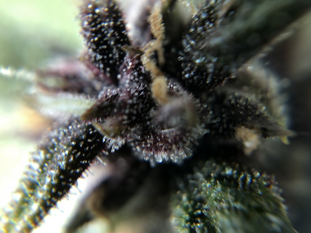 fast buds trichs 5.JPG