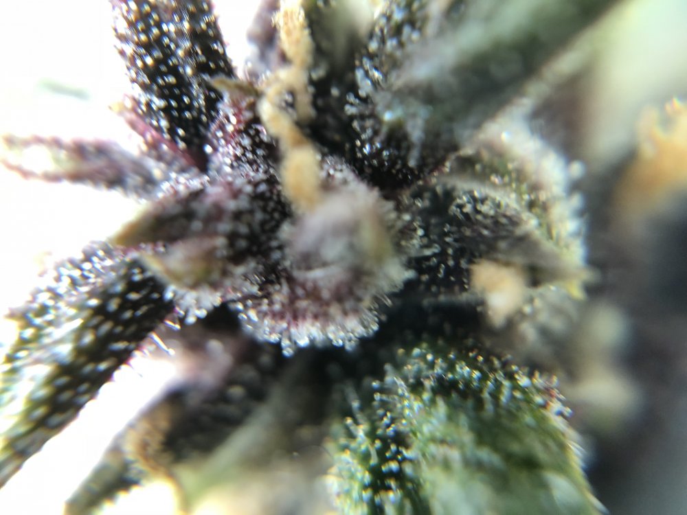 fast buds trichs 6.JPG