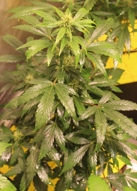 FastBuds CBD 20.1 Day 49.jpg