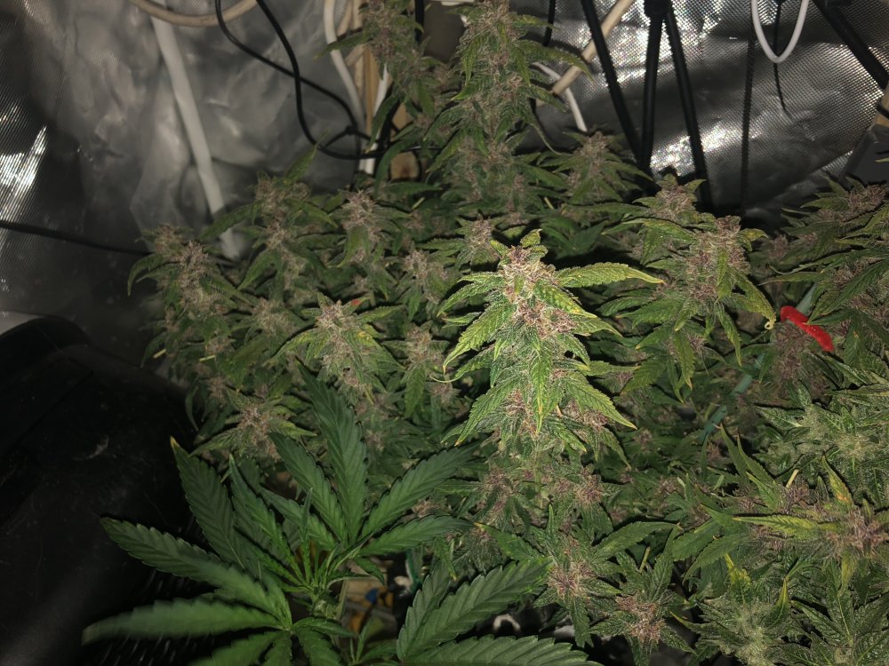 fastbuds - day 79.JPG