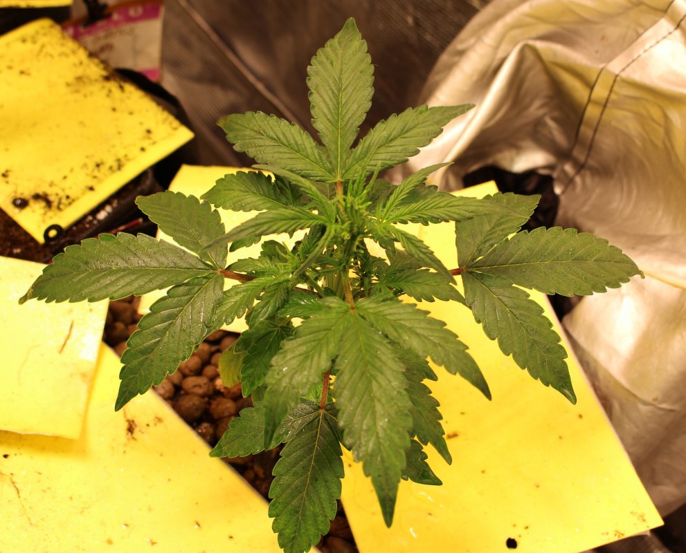 FastBuds - FBT26 [Day 34].jpg