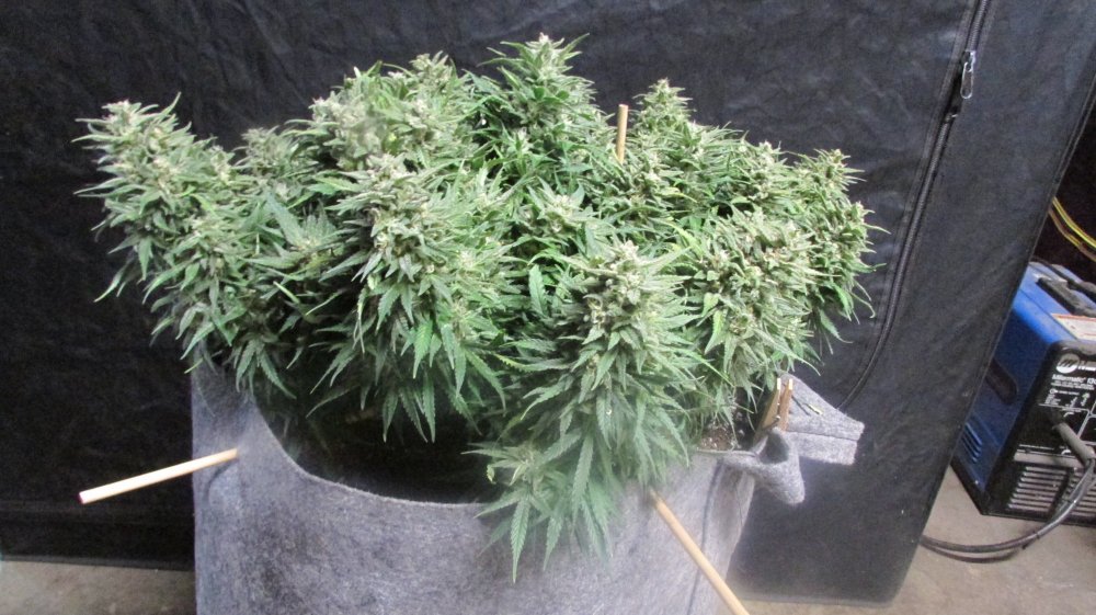 Fastbuds Grow Off 002.JPG