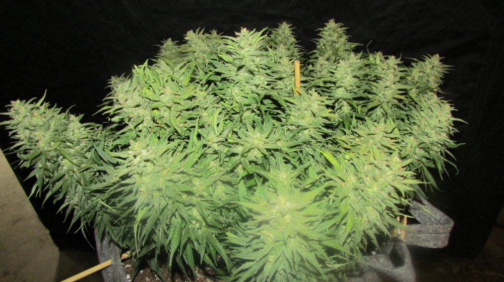 Fastbuds Grow Off 005.JPG