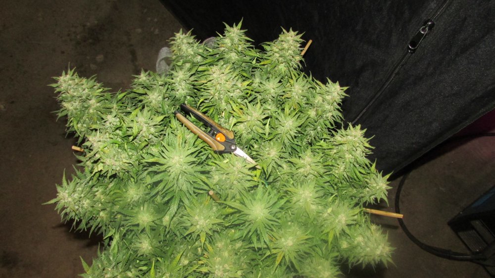 Fastbuds Grow Off 021.JPG