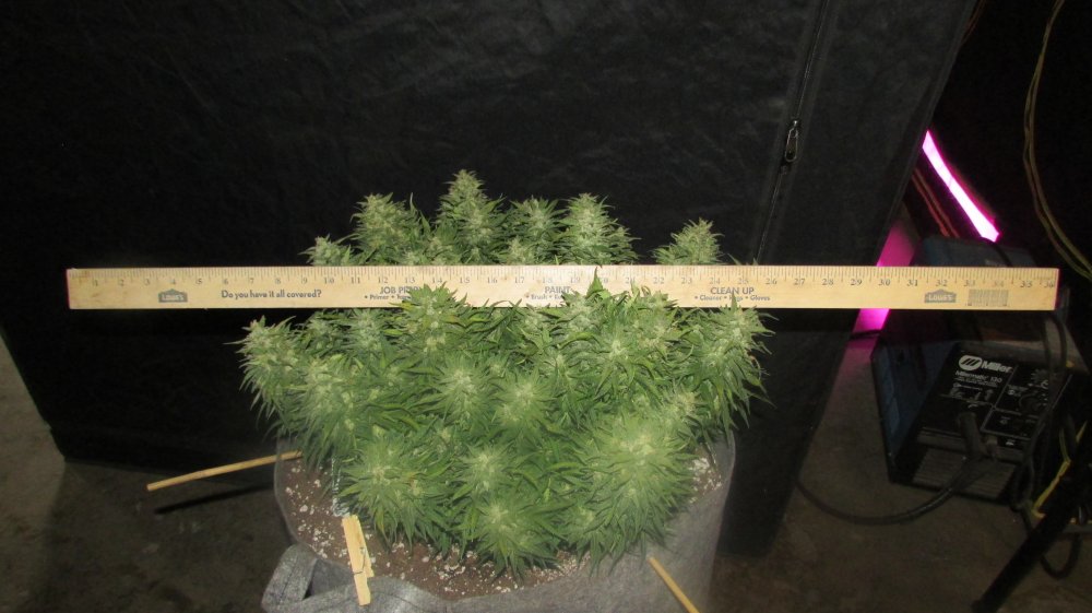 Fastbuds Grow Off 025.JPG