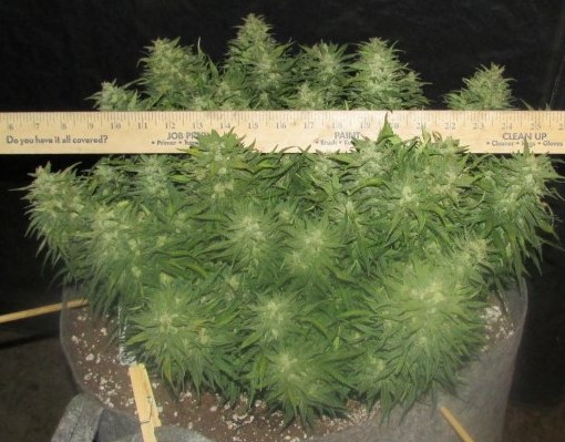 Fastbuds Grow Off 025.JPG