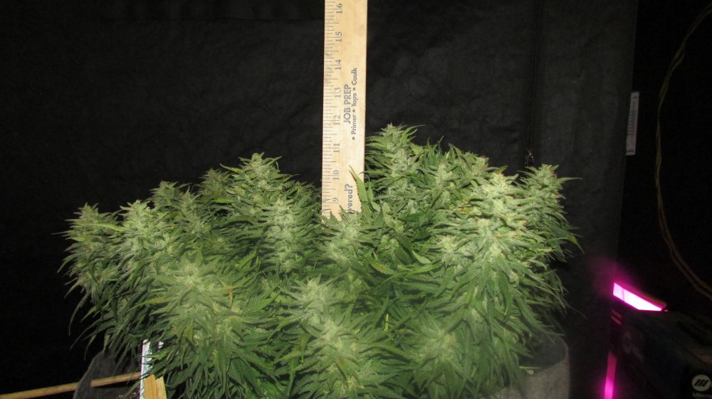 Fastbuds Grow Off 026.JPG