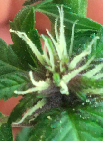 FastBuds Purple Lemonade day 2.png