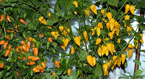 fatalii_dutch3598.jpg