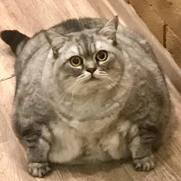 fatpuss.jpg