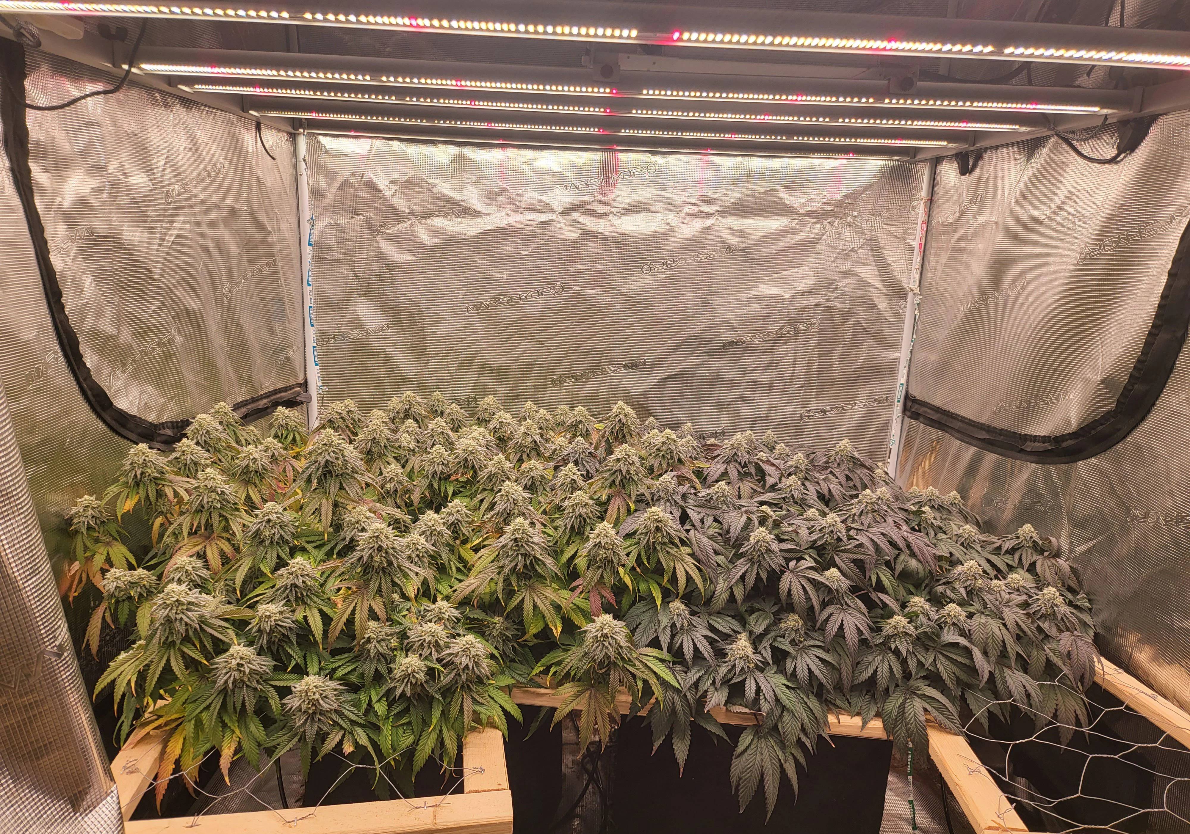 FC-E6500-Reddit@trippyhippydmt-The plants are on day 46 of the flowering stage their mars hydr...jpg