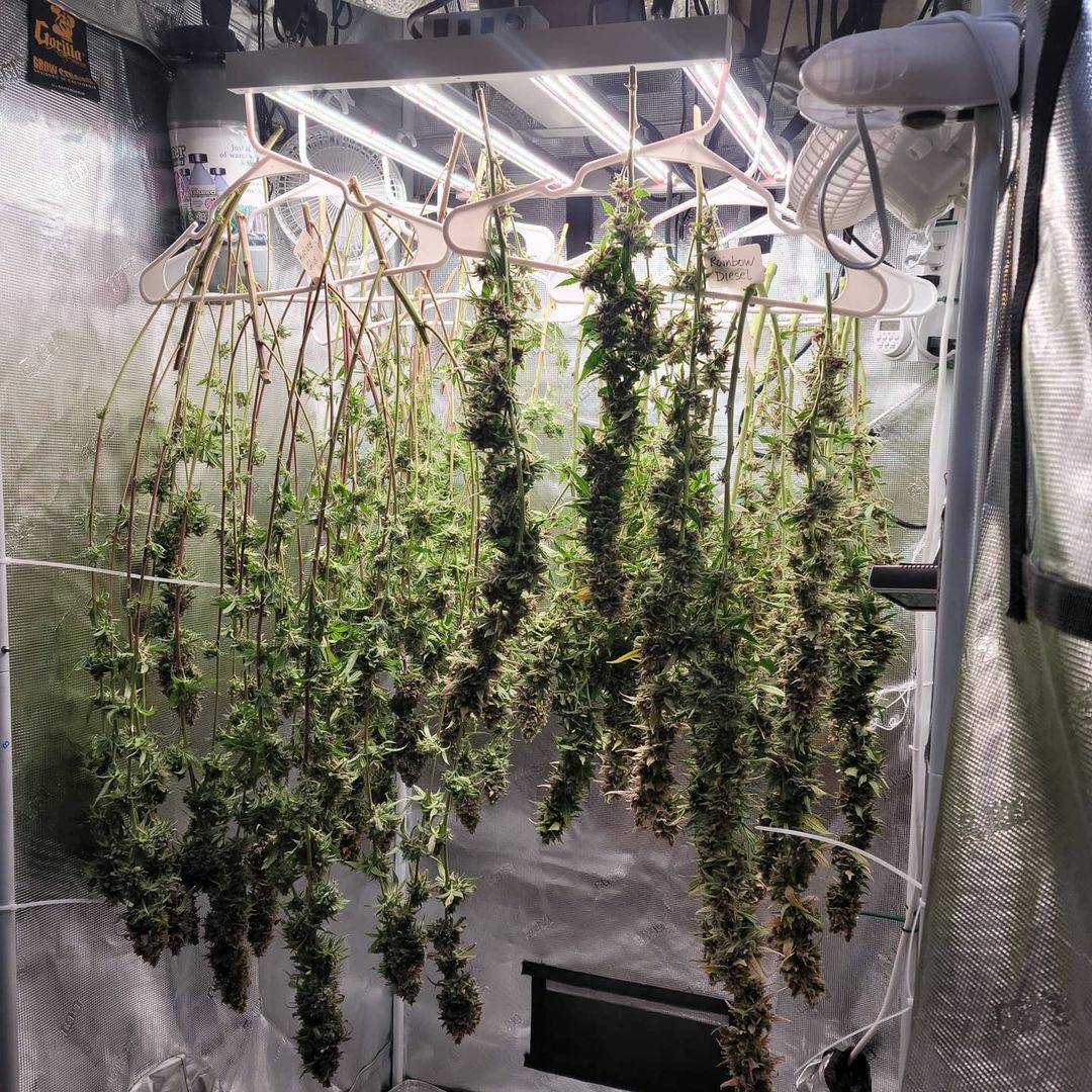 FC3000-ins@troysgreenthumb-Whats better then a tent full of flower drying 2 tents of flower dr...jpg