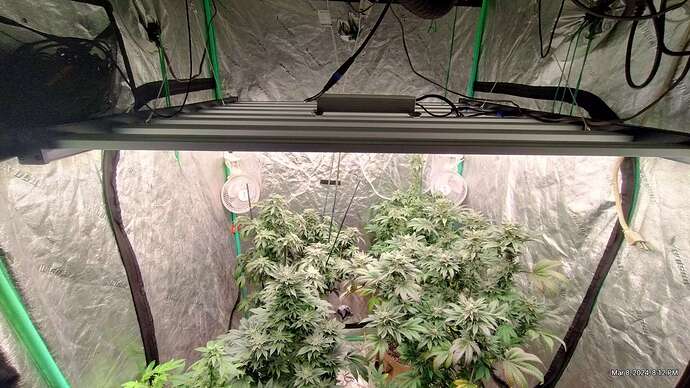 FD6000_Phlizon_led_grow_light.jpeg