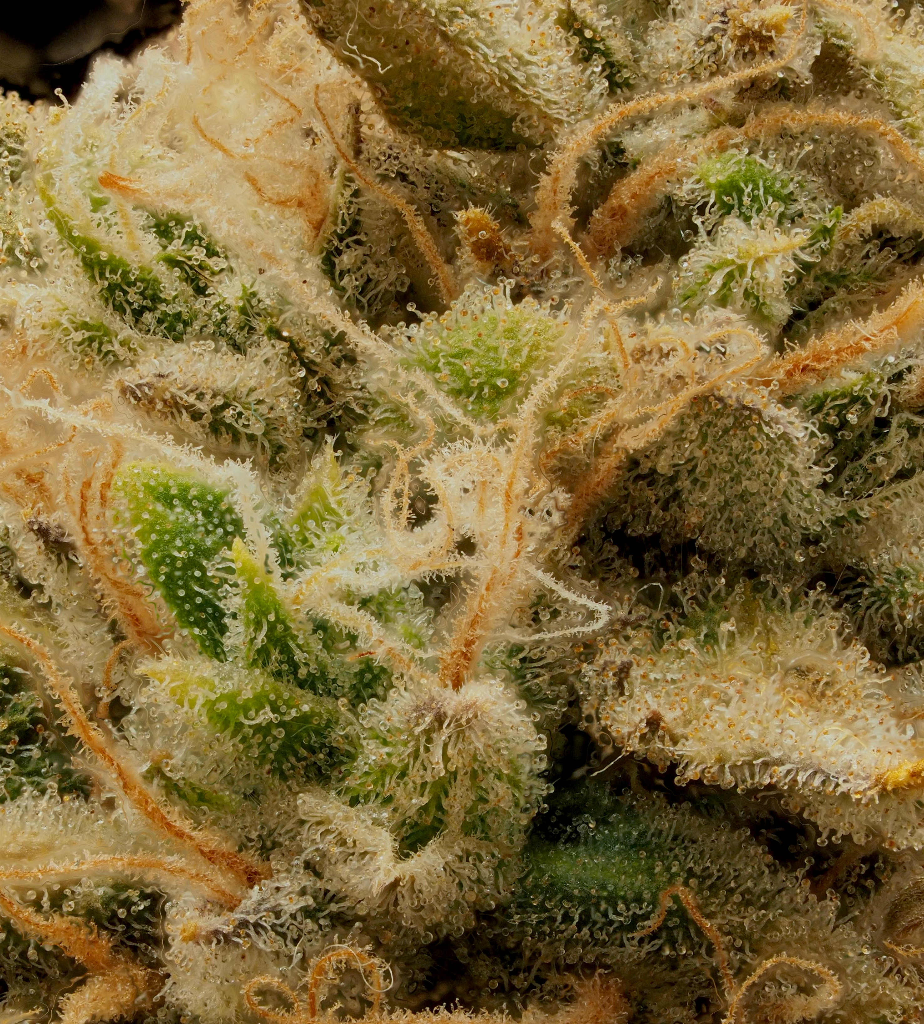 feb20 m4am trichs.jpg