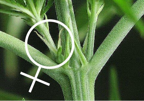 female-cannabis-plant.jpg