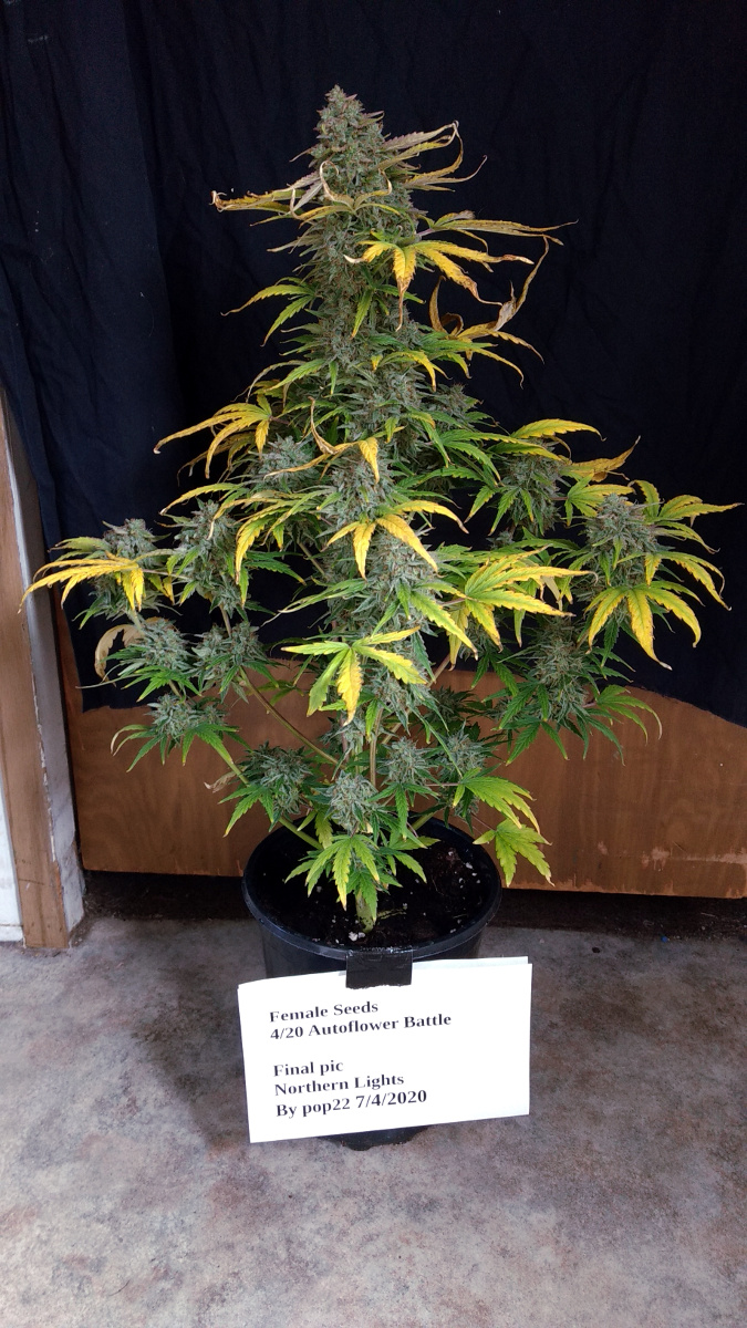 Female Seeds battle plant NL Auto pic1 -7-5-2020.jpg