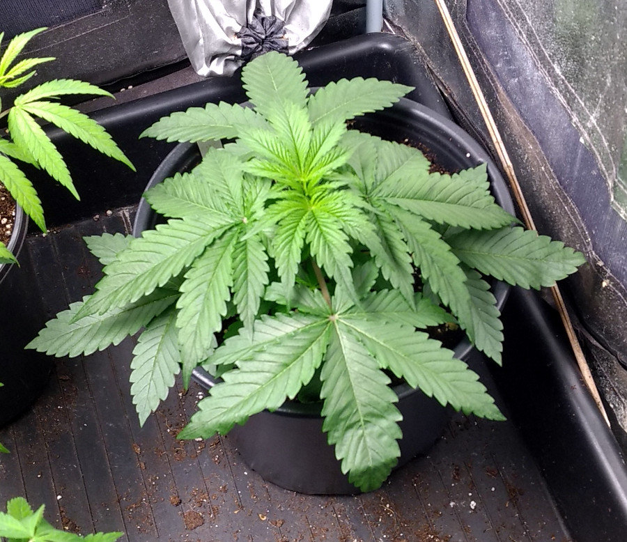 Female Seeds Chem OG pic1 -5-25-2020.jpg