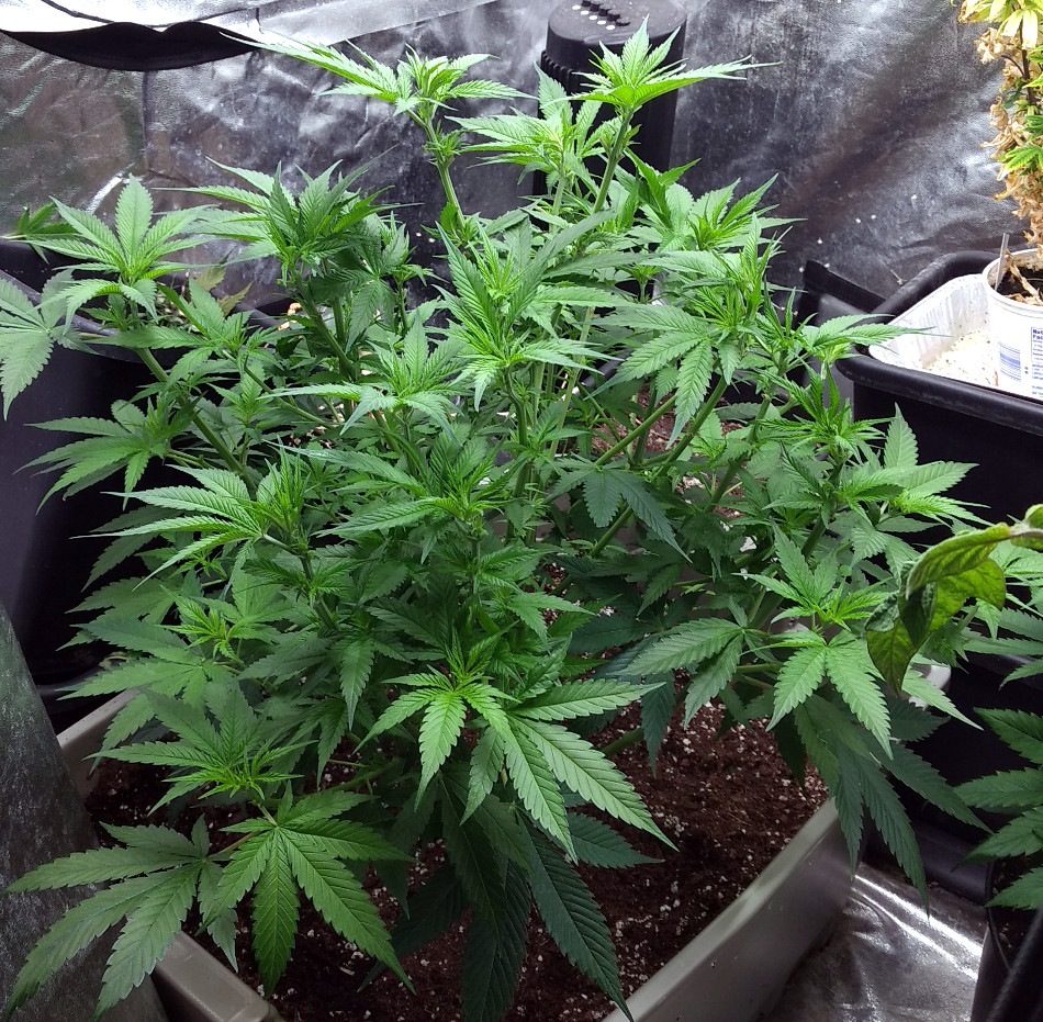 Female Seeds Chem OG pic1 -7-1-2020.jpg