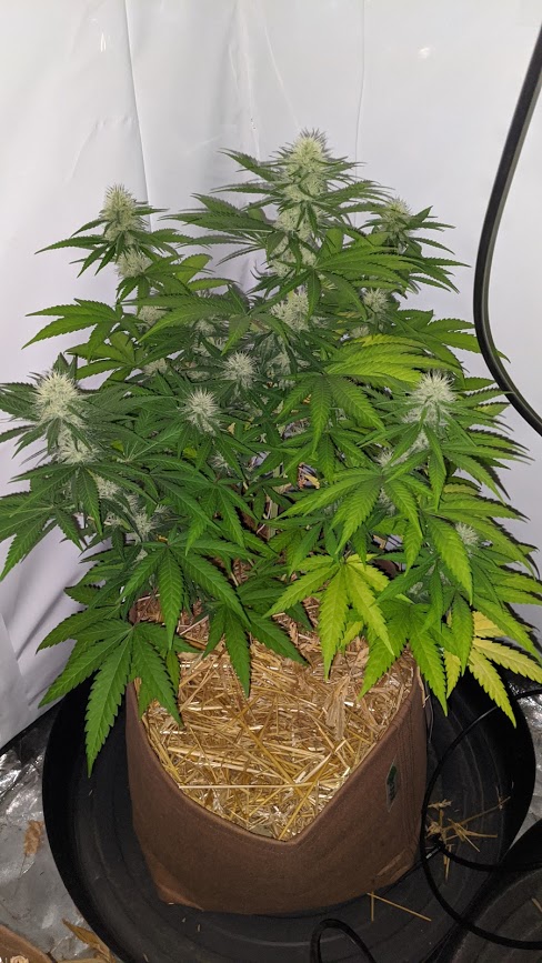 Female Seeds Cherry Pie 772020.jpg