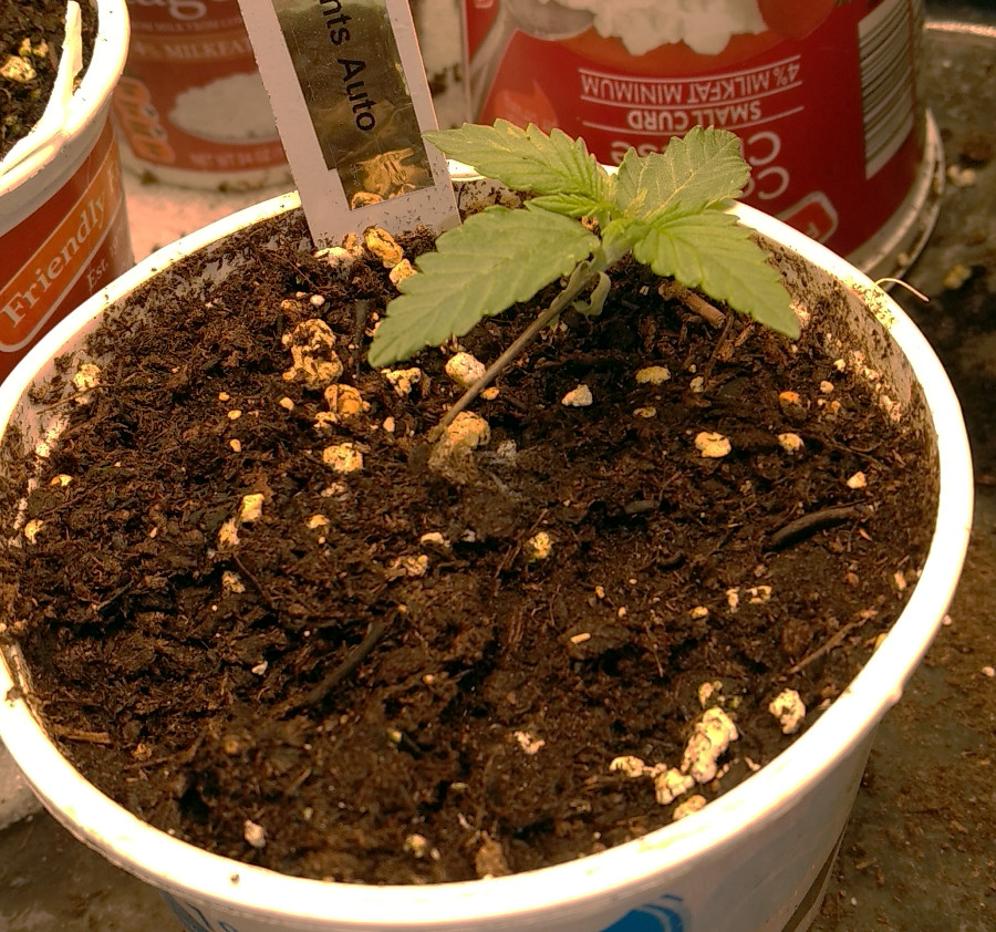 Female seeds NL auto pic1 -5-5-2020.jpg