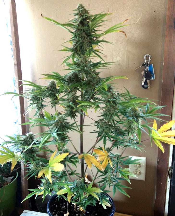 Female Seeds Norther Lights pic1 -6-19-2020.jpg