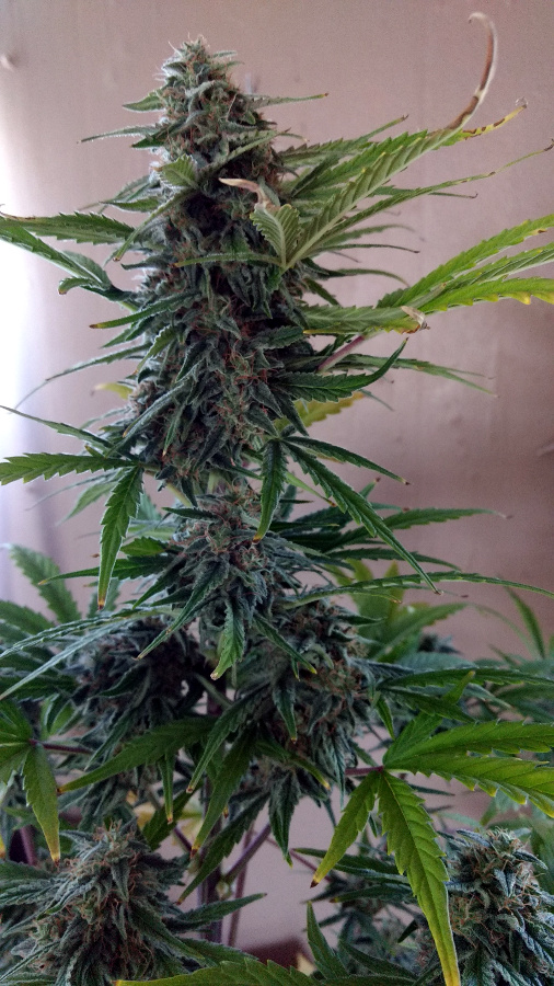 Female Seeds Norther Lights pic2 -6-19-2020.jpg