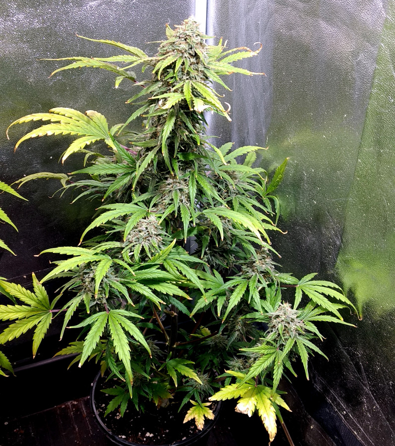 Female Seeds Northern Lights auto pic1 -6-26-2020.jpg