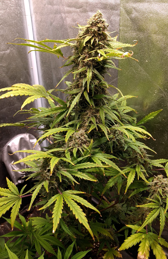 Female Seeds Northern Lights auto pic1 -7-1-2020.jpg