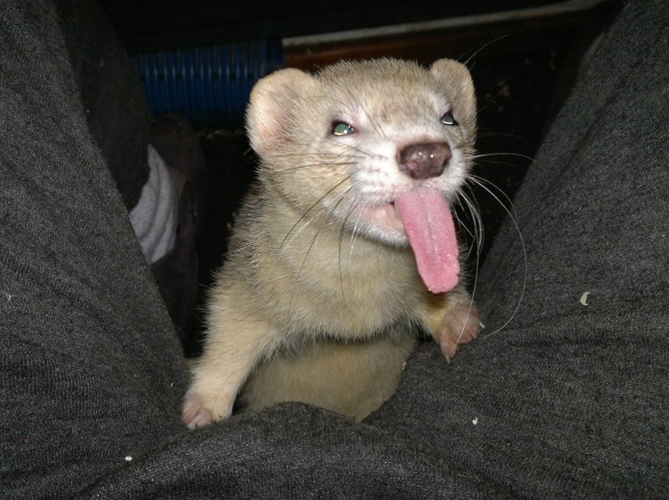 ferret3.jpg