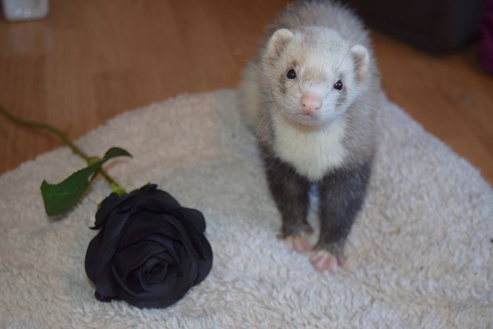 ferret5.jpg