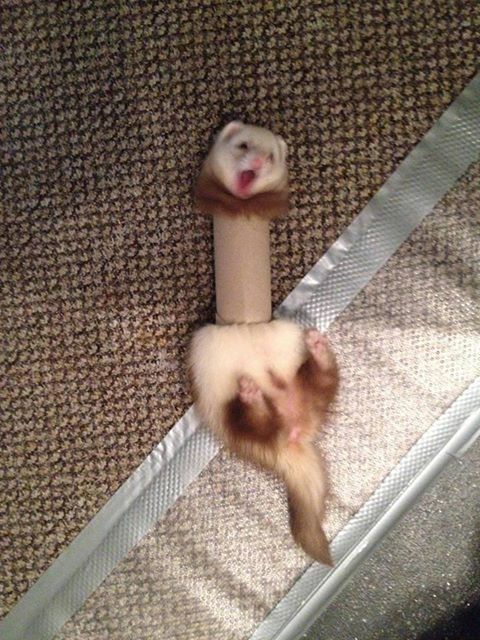 ferret6.jpg